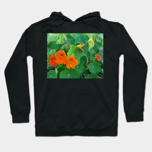 Yellow and orange nasturtiums in my garden Hoodie